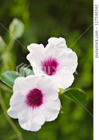 潘德里亞花 127598342