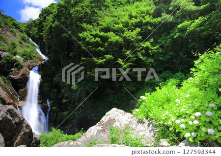 [Saga Prefecture] Mikaeri Falls and hydrangeas in the fresh greenery (100 Best Waterfalls in Japan) 127598344