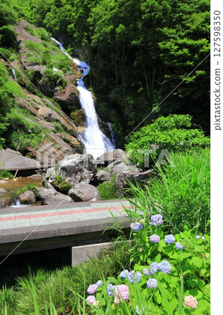 [Saga Prefecture] Mikaeri Falls and hydrangeas in the fresh greenery (100 Best Waterfalls in Japan) 127598350