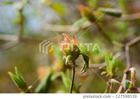 麻糬杜鵑花蕾 麻糬杜鵑花蕾 127598539