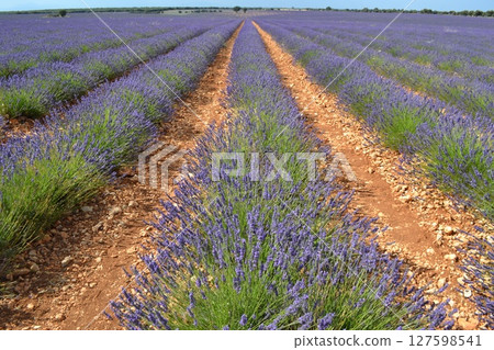 Lavender fields in bloom under a sunny sky for nature and tranquility themes 127598541