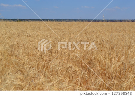 Golden wheat field under blue sky on a sunny day. Summer background. Yellow field and blue sky. Copy space. Free space for text 127598548
