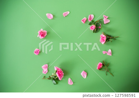 Pink roses from above on a plain background without objects, on a green background 127598591