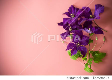 purple clematis branch on pink background top 127598593
