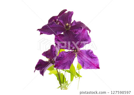 Decorated branch of clematis on bright white background Decorated branch of clematis on bright white background 127598597