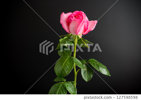 Minimalistic pink rose close-up on black background 127598598