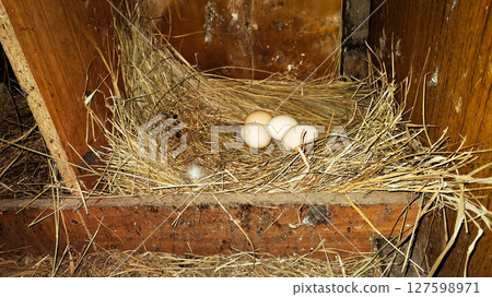 Bird Eggs in Nest of Straw and Hay 127598971