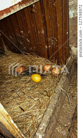 Bird Eggs in Nest of Straw and Hay 127598972