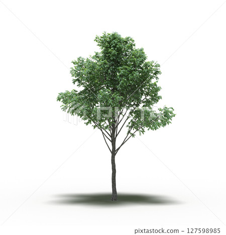 tree with a shadow under it, isolated on a transparent background, 3D illustration, cg render tree with a shadow under it, isolated on a transparent background, 3D illustration, cg render 127598985