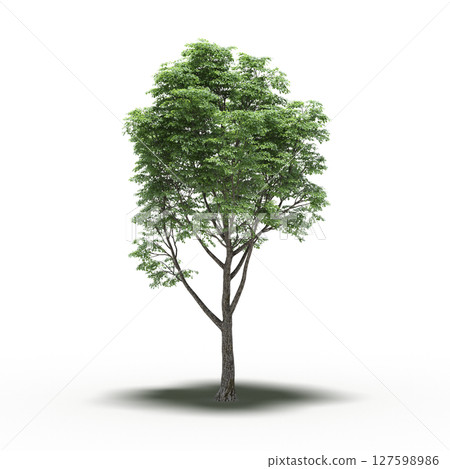 tree with a shadow under it, isolated on a transparent background, 3D illustration, cg render tree with a shadow under it, isolated on a transparent background, 3D illustration, cg render 127598986