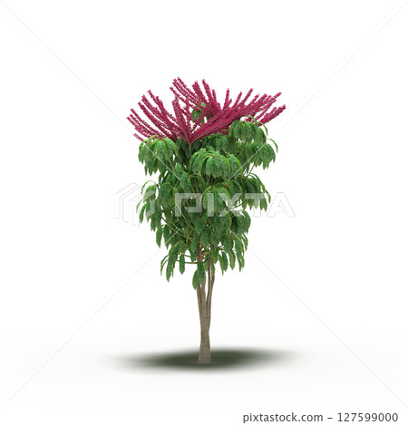 tree with a shadow under it, isolated on a transparent background, 3D illustration, cg render tree with a shadow under it, isolated on a transparent background, 3D illustration, cg render 127599000