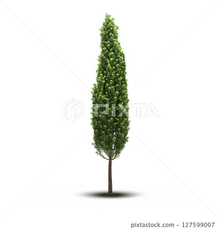 tree with a shadow under it, isolated on a transparent background, 3D illustration, cg render tree with a shadow under it, isolated on a transparent background, 3D illustration, cg render 127599007