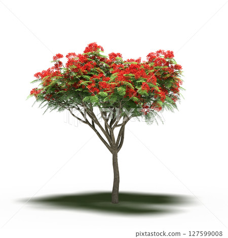 tree with a shadow under it, isolated on a transparent background, 3D illustration, cg render tree with a shadow under it, isolated on a transparent background, 3D illustration, cg render 127599008