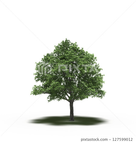 tree with a shadow under it, isolated on a transparent background, 3D illustration, cg render tree with a shadow under it, isolated on a transparent background, 3D illustration, cg render 127599012