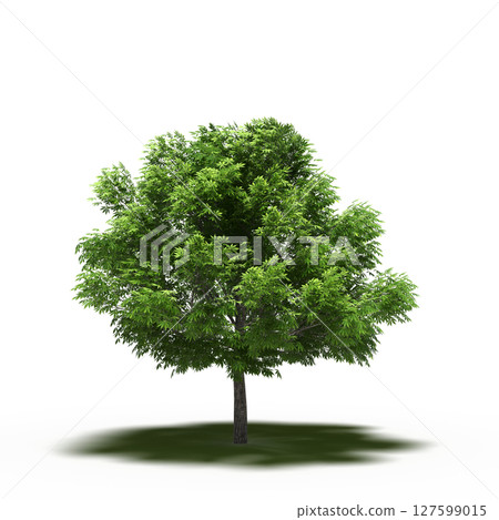 tree with a shadow under it, isolated on a transparent background, 3D illustration, cg render 127599015