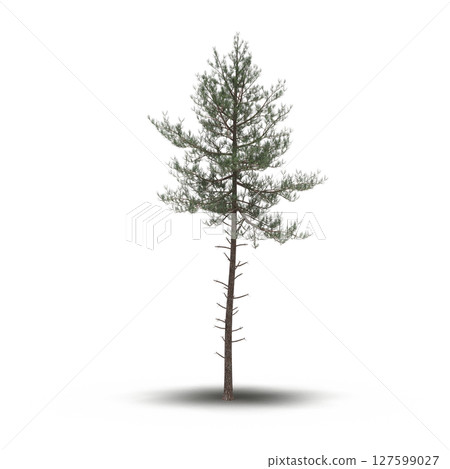 tree with a shadow under it, isolated on a transparent background, 3D illustration, cg render 127599027