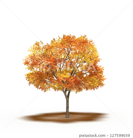 tree with a shadow under it, isolated on a transparent background, 3D illustration, cg render 127599039
