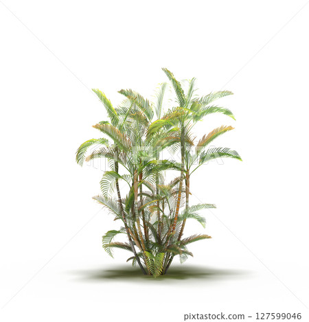 tree with a shadow under it, isolated on a transparent background, 3D illustration, cg render 127599046