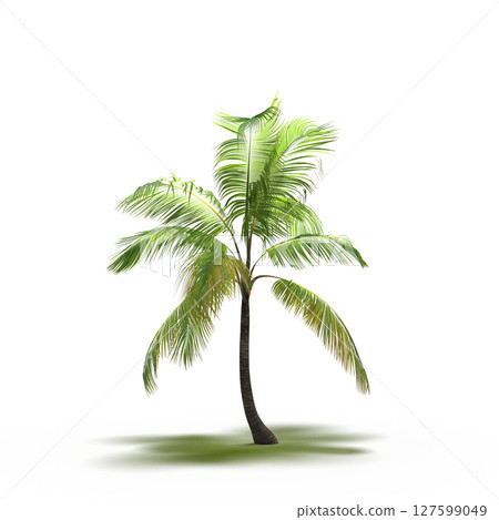 tree with a shadow under it, isolated on a transparent background, 3D illustration, cg render tree with a shadow under it, isolated on a transparent background, 3D illustration, cg render 127599049