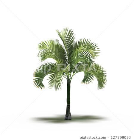 tree with a shadow under it, isolated on a transparent background, 3D illustration, cg render 127599053