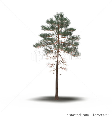 tree with a shadow under it, isolated on a transparent background, 3D illustration, cg render 127599058