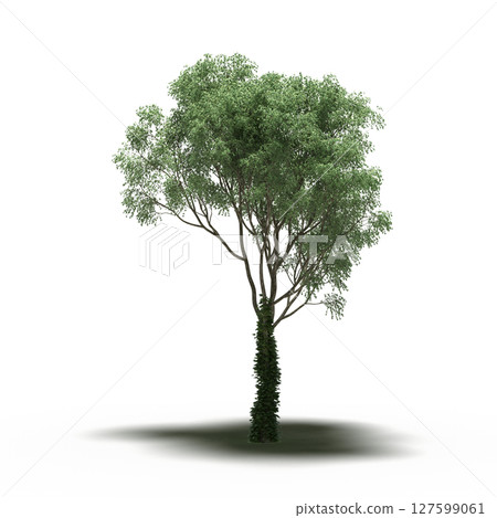 tree with a shadow under it, isolated on a transparent background, 3D illustration, cg render 127599061