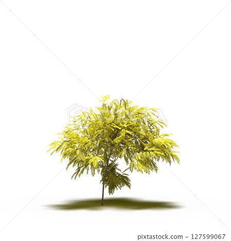 tree with a shadow under it, isolated on a transparent background, 3D illustration, cg render 127599067