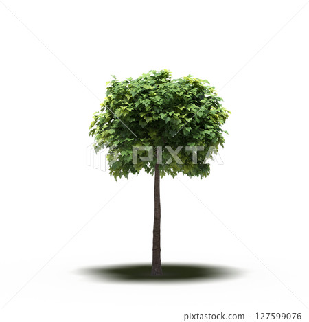 tree with a shadow under it, isolated on a transparent background, 3D illustration, cg render 127599076