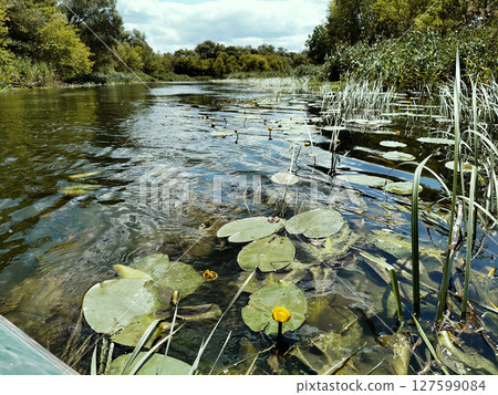 Beautiful lake with lotus leaves Beautiful lake with lotus leaves 127599084