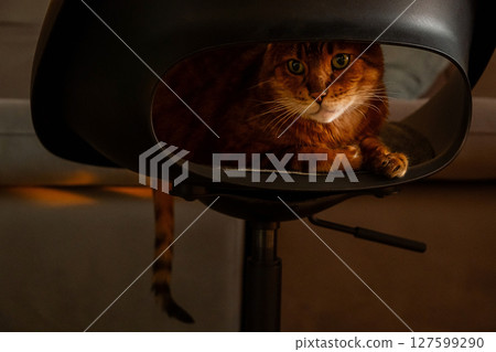 Ginger Cat with Green Eyes Sits Comfortably Inside a Dark Modern Chair. Ginger Cat with Green Eyes Sits Comfortably Inside a Dark Modern Chair. 127599290