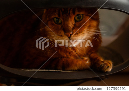 Close Up of Bengal Cat. Domestic Animal Portrait. Close Up of Bengal Cat. Domestic Animal Portrait. 127599291