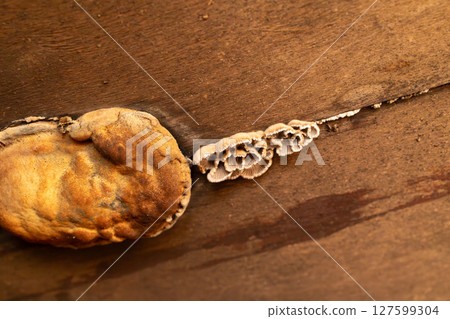 Wood Fungus Thrives in Damp Conditions, Showcasing Intricate Details on Decaying Wood Wood Fungus Thrives in Damp Conditions, Showcasing Intricate Details on Decaying Wood 127599304