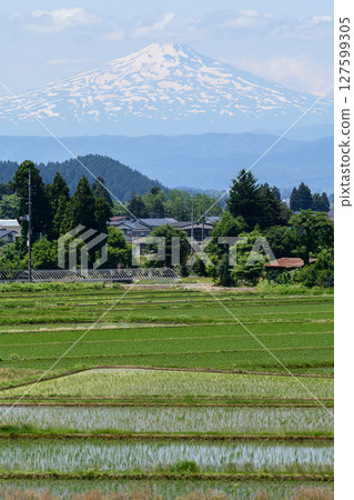 Rice fields in rice-producing Akita and Mt. Chokai Rice fields in rice-producing Akita and Mt. Chokai 127599305