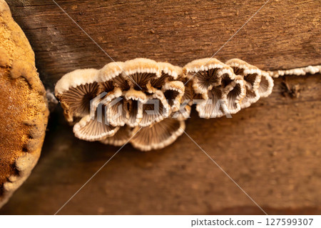 Unique Fungus Grows on Damp Wood in a Natural Environment Under Soft Lighting 127599307