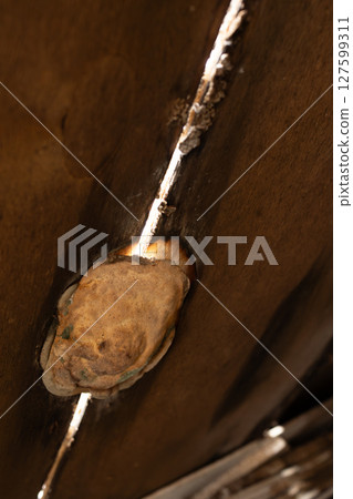 Fungus Thrives on Damp Wood, Showcasing Nature's Resilience and Decomposition Process Fungus Thrives on Damp Wood, Showcasing Nature's Resilience and Decomposition Process 127599311