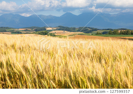 A view of wheat fields in Biei, Hokkaido, during harvest season 127599357