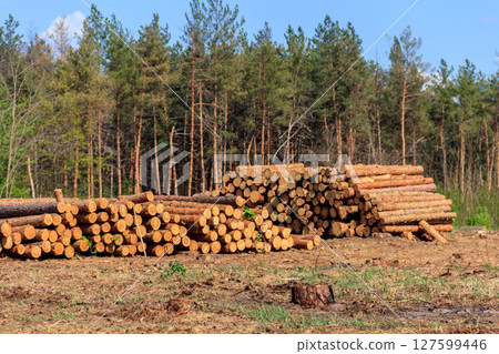 Stacked tree trunks felled by the logging timber industry in pine forest Stacked tree trunks felled by the logging timber industry in pine forest 127599446