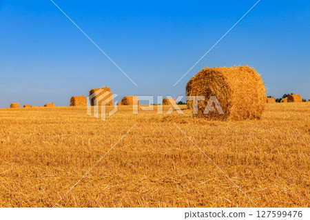 Round straw bales on a field after the grain harvest 127599476