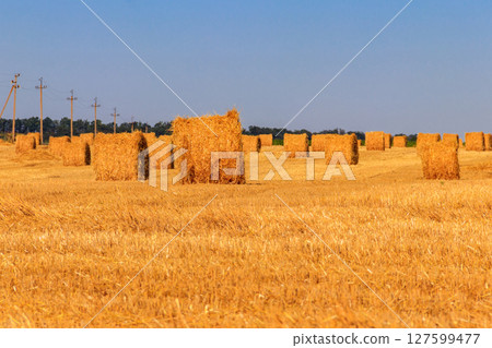 Round straw bales on a field after the grain harvest Round straw bales on a field after the grain harvest 127599477