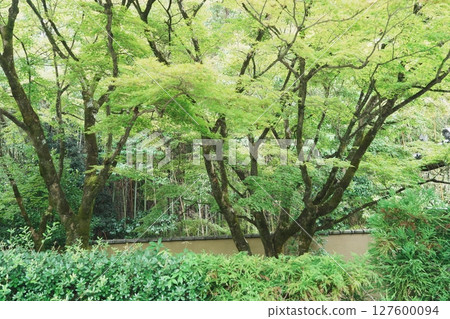 綠蔭掩映的光悅寺 綠蔭掩映的光悅寺 127600094