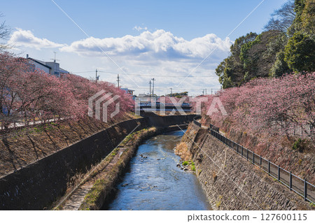 靜岡縣掛川市掛川城週邊的掛川櫻花風景 127600115