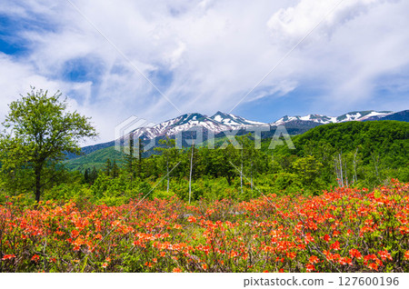 蓮月寺盛開乘鞍山 127600196