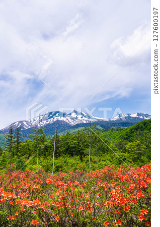蓮月寺盛開乘鞍山 蓮月寺盛開乘鞍山 127600197