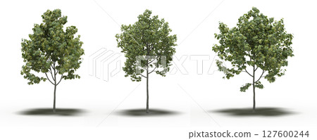 large tree with a shadow under it, isolated on a transparent background, 3D illustration, cg render 127600244