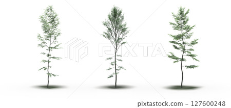 large tree with a shadow under it, isolated on a transparent background, 3D illustration, cg render large tree with a shadow under it, isolated on a transparent background, 3D illustration, cg render 127600248