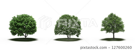 large tree with a shadow under it, isolated on a transparent background, 3D illustration, cg render large tree with a shadow under it, isolated on a transparent background, 3D illustration, cg render 127600260
