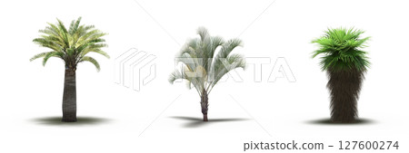large tree with a shadow under it, isolated on a transparent background, 3D illustration, cg render 127600274