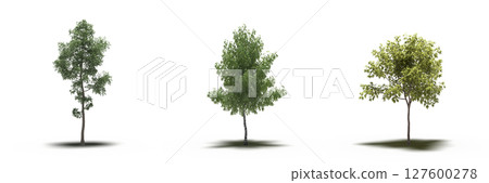 large tree with a shadow under it, isolated on a transparent background, 3D illustration, cg render 127600278