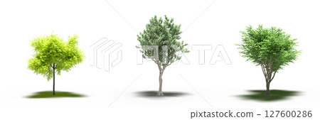 large tree with a shadow under it, isolated on a transparent background, 3D illustration, cg render 127600286