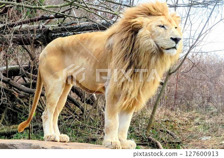 一隻雄性白獅從高處環顧四周 127600913